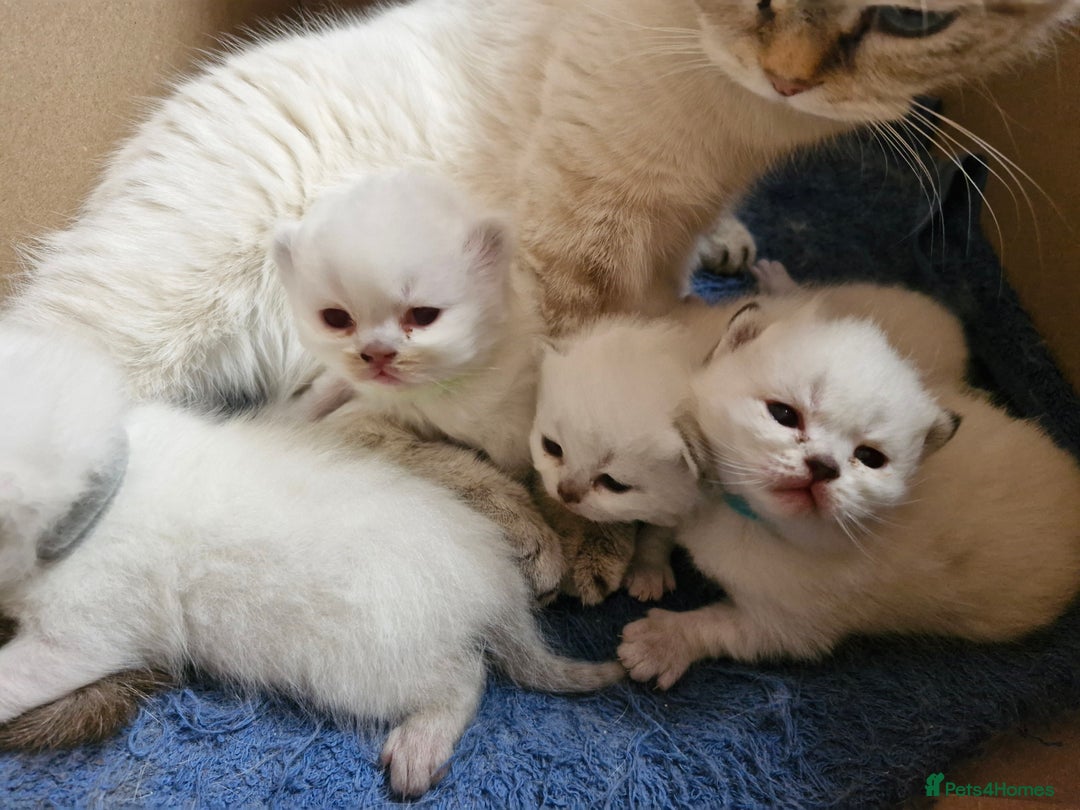 British Shorthair cats for sale: British shorthair and longhair  - Image 8