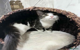 Mixed Breed cats for sale: Beautiful mixed breed looking for a new home  - Image 2