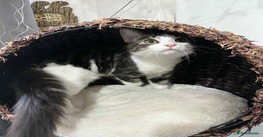 Mixed Breed cats - Advert 10