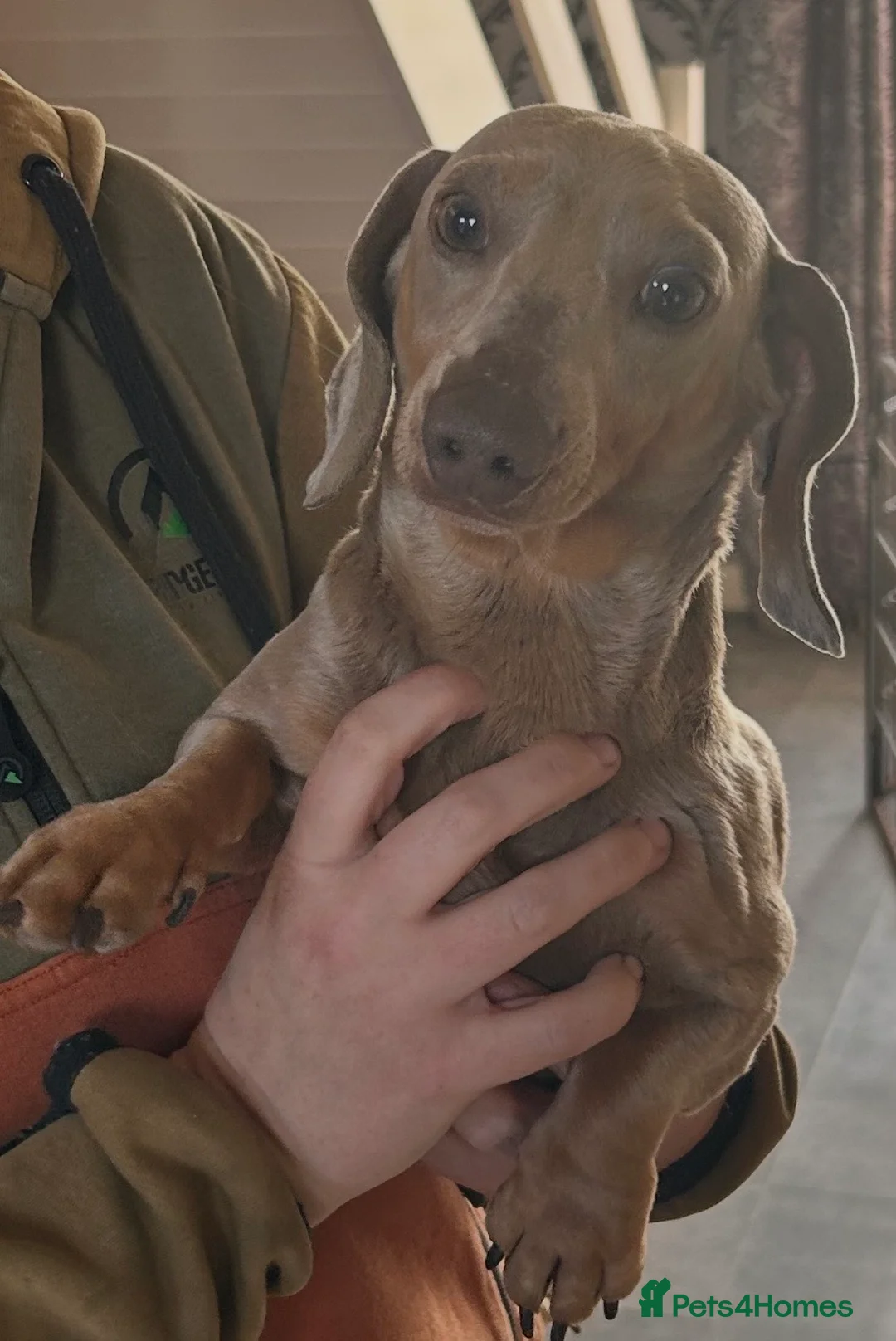 Miniature Dachshund dogs for sale: Kc reg pra hereditary clear male puppies ready now - Advert 13