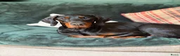 Dobermann dogs for sale: READY NOW- Outstanding KC Dobermann Pups🇧🇷 - Advert 12