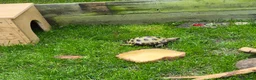 Tortoise reptiles for sale: Male 4 year old horsefield tortoise  in Darlington - Advert 10