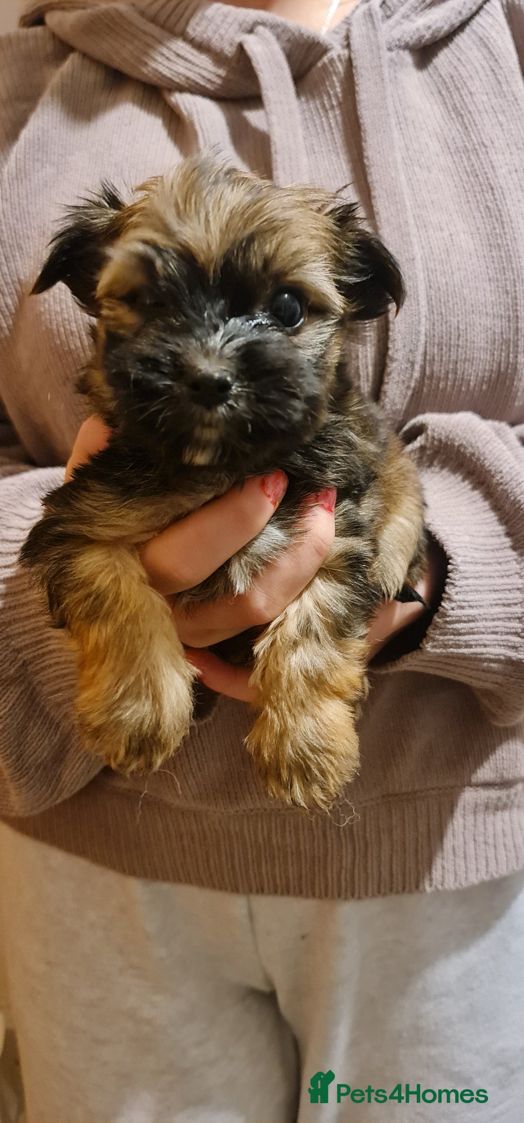 Chorkie dogs for sale: Ready now! Chihuahua x Yorkshire Terrier puppies  - Advert 9