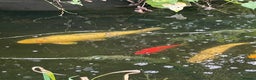 Koi Carp fish for sale: Koi Carp for Sale (rehoming due to baby and dog)  - Advert 6