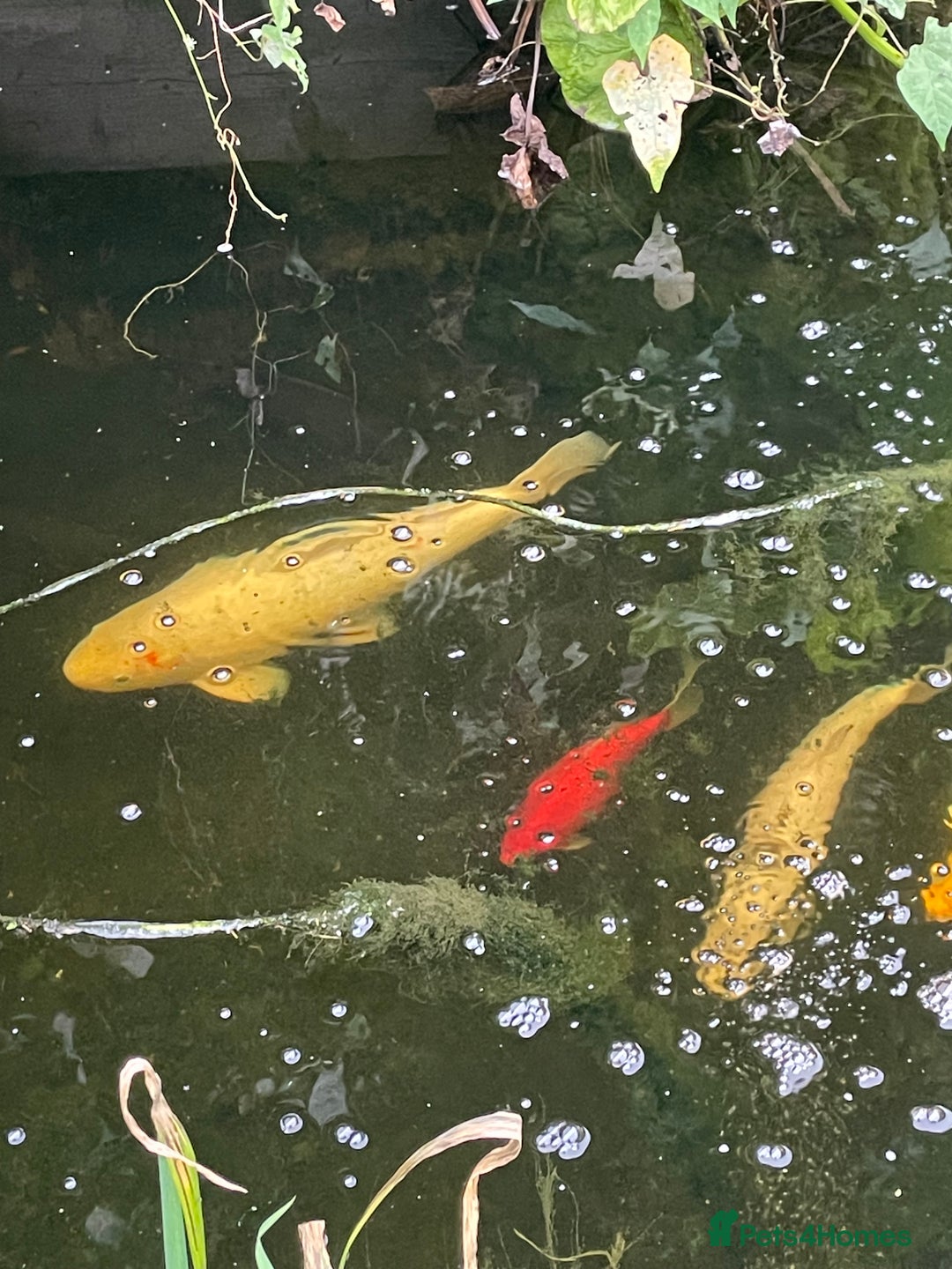 Koi Carp fish for sale: Koi Carp for Sale (rehoming due to baby and dog)  - Image 6
