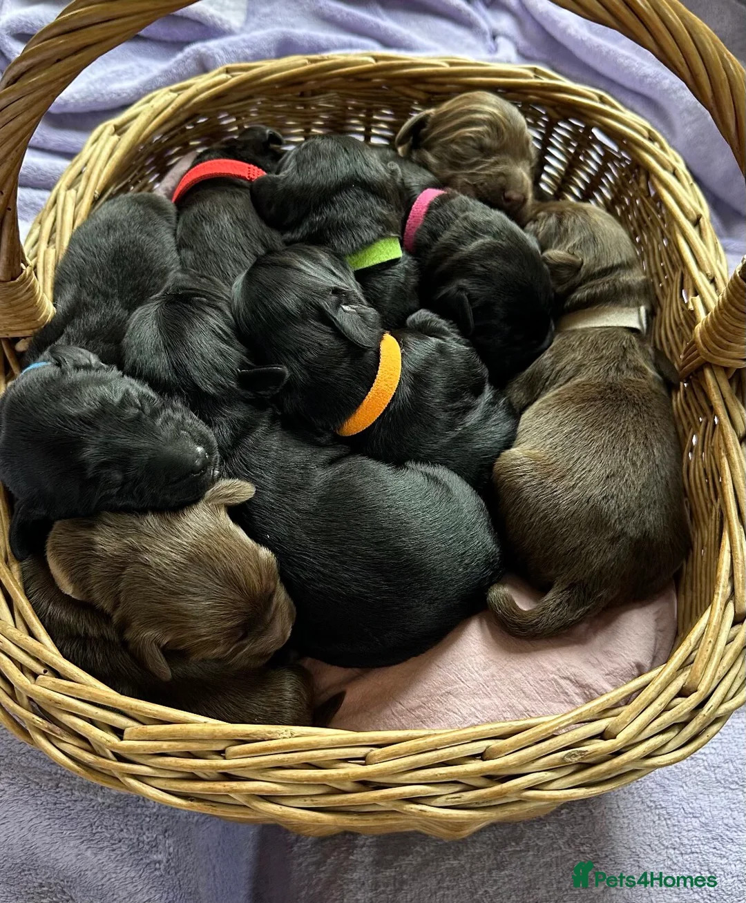 Labradoodle dogs for stud: Multigen/F3b Labradoodle Stud in Calne - Advert 29