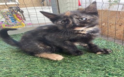 Mixed Breed cats for sale: 2 beautiful kittens  - Image 7