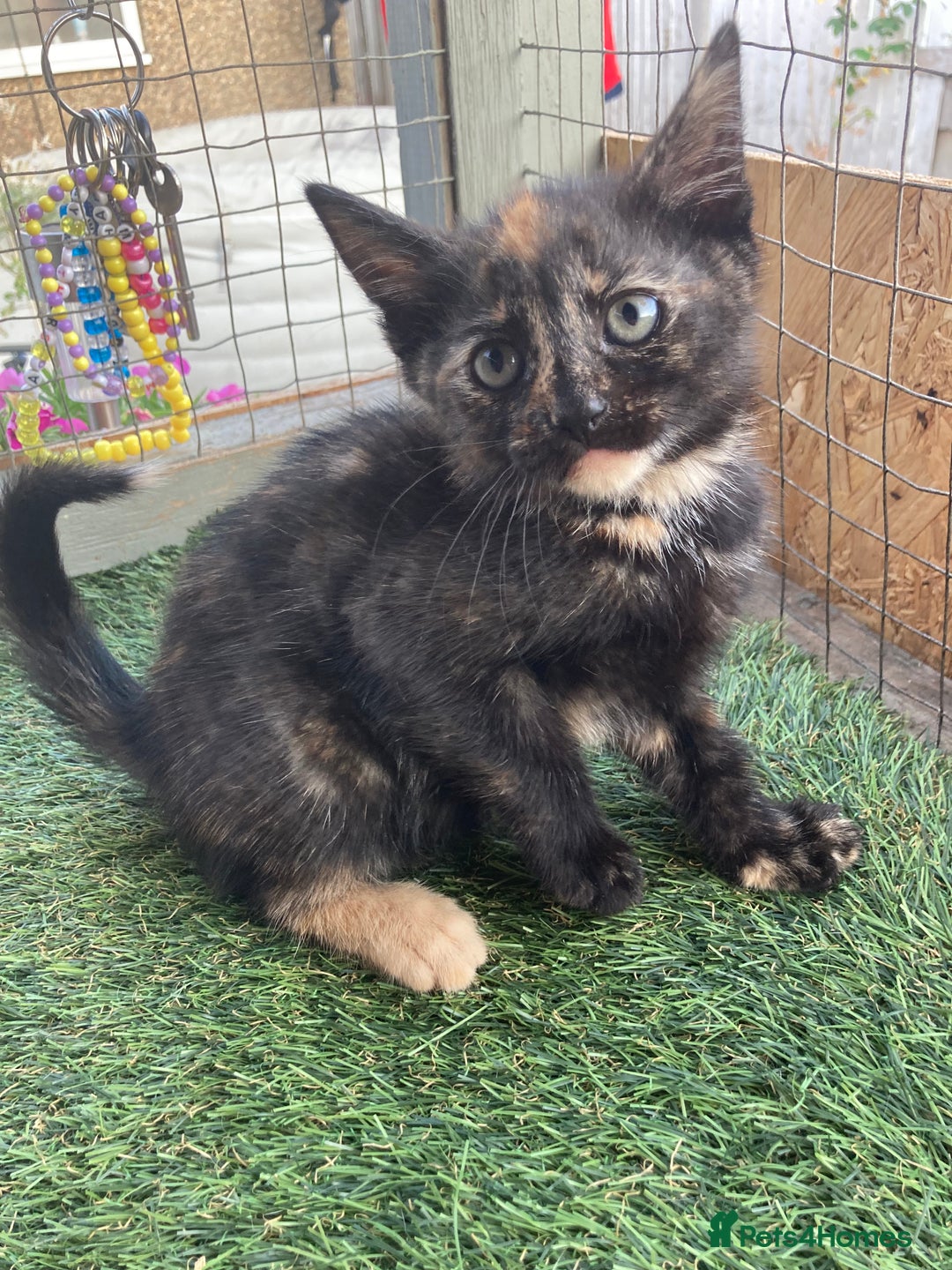 Mixed Breed cats for sale: 2 beautiful kittens  - Image 7