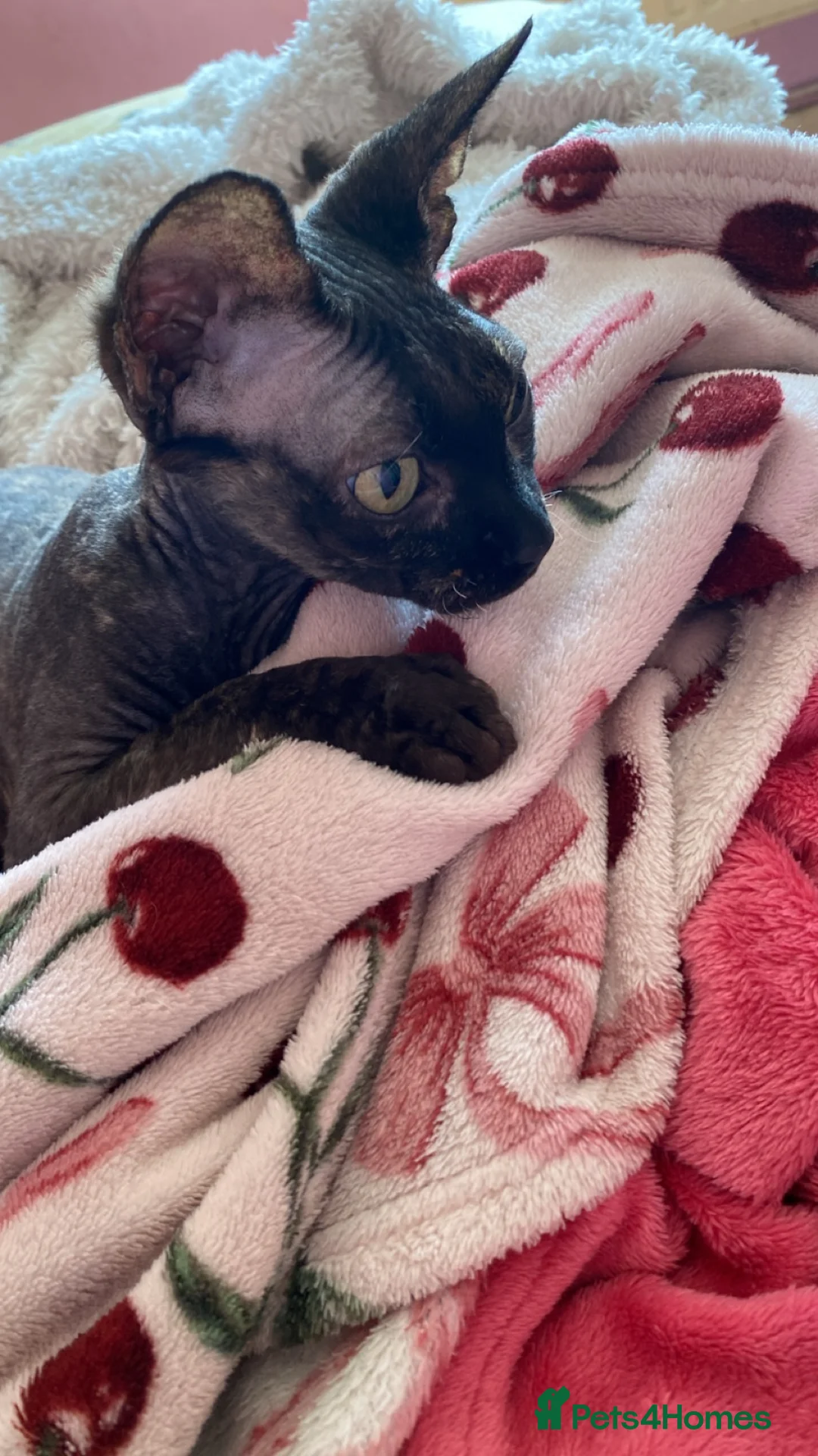 Sphynx cats for sale: Beautiful 1-Year-Old Tortoiseshell Cat  - Advert 6