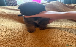 Mixed Breed dogs for sale: German Shepherd cross puppies - Image 12