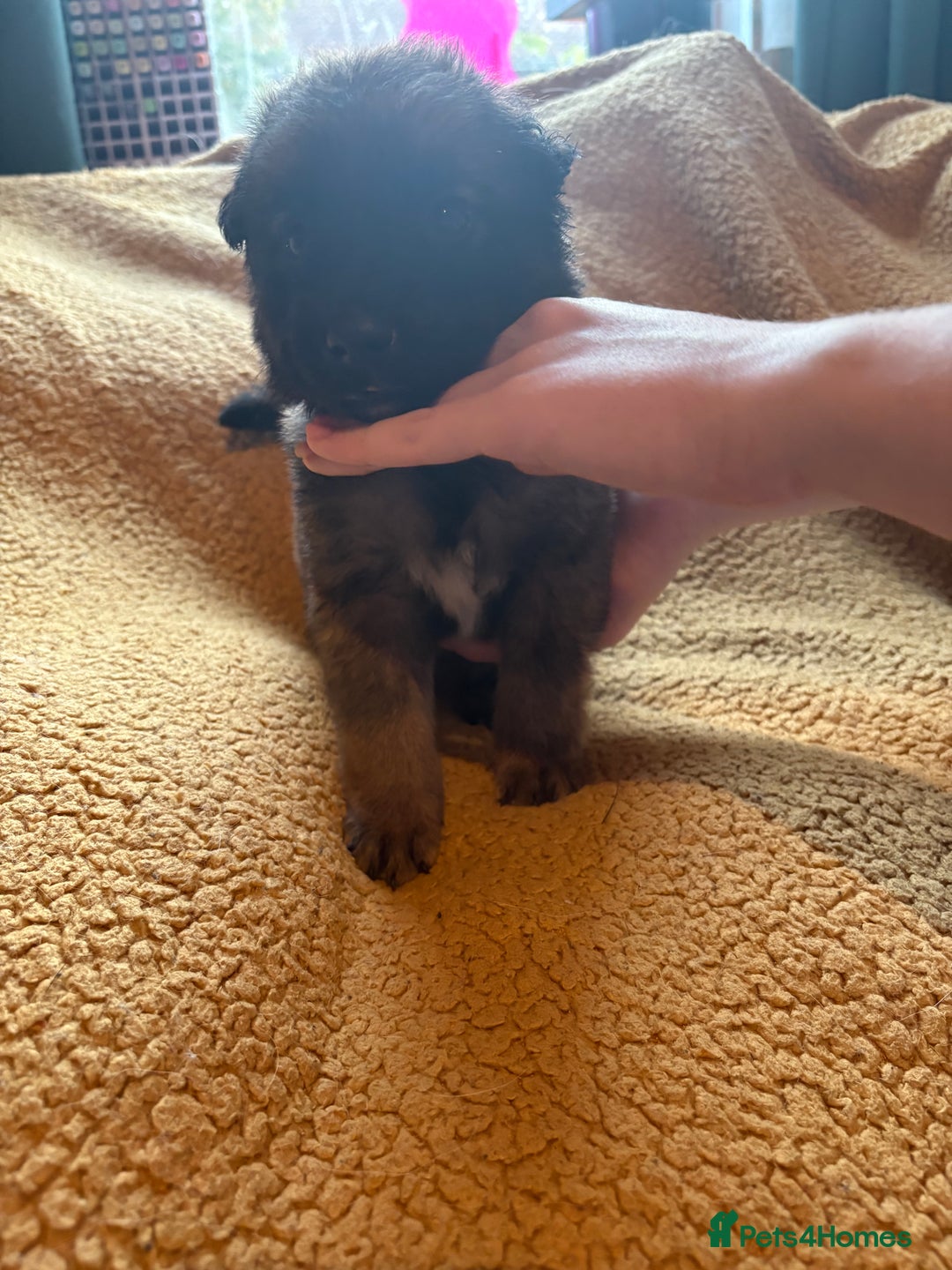 Mixed Breed dogs for sale: German Shepherd cross puppies - Image 12