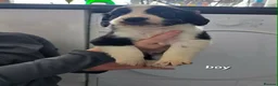Mixed Breed dogs for sale: Cocker spaniel cross border collie - Advert 4