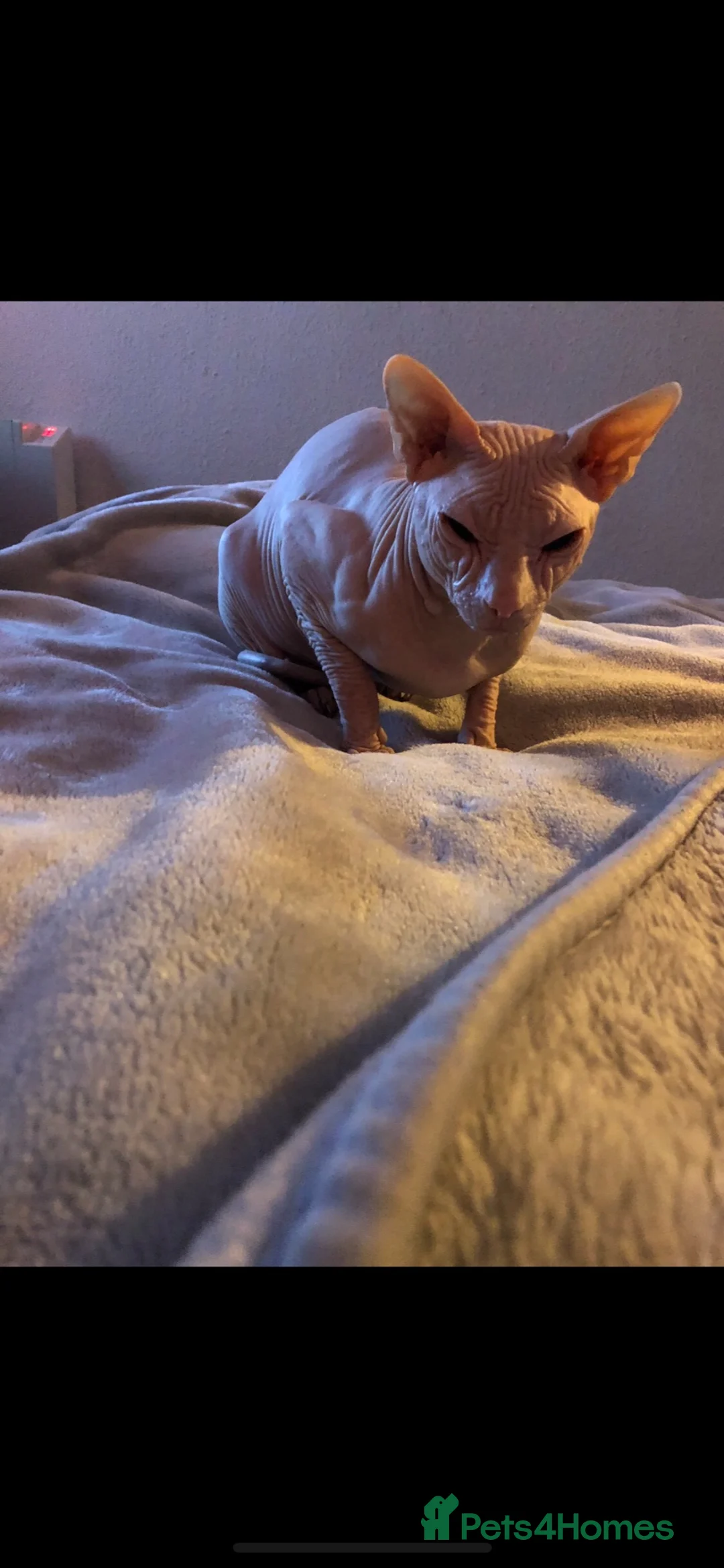 Sphynx cats for sale: Selling my boy Timmy after much thought it’s best in Wimborne - Advert 4