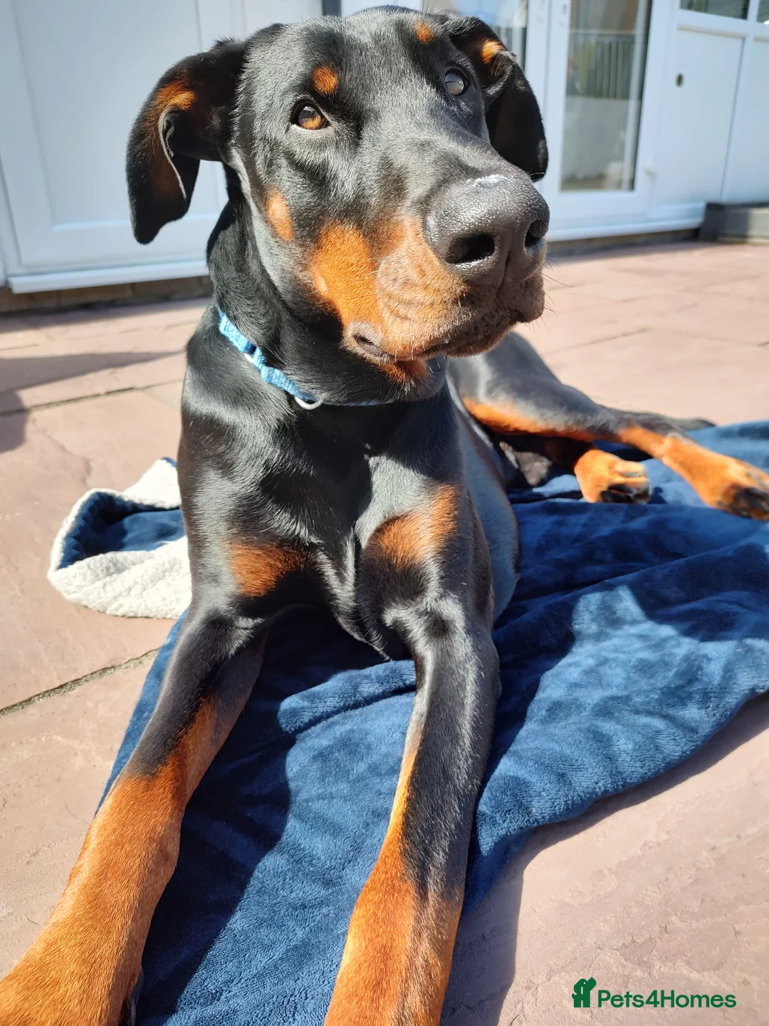 Dobermann dogs for sale: 4 year old male Doberman - Travis - Advert 1