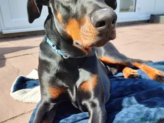 Dobermann dogs 4 year old Doberman - Travis - Advert 9