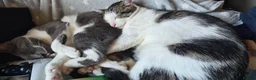 Mixed Breed cats for sale: Winston in Burnley - Advert 3