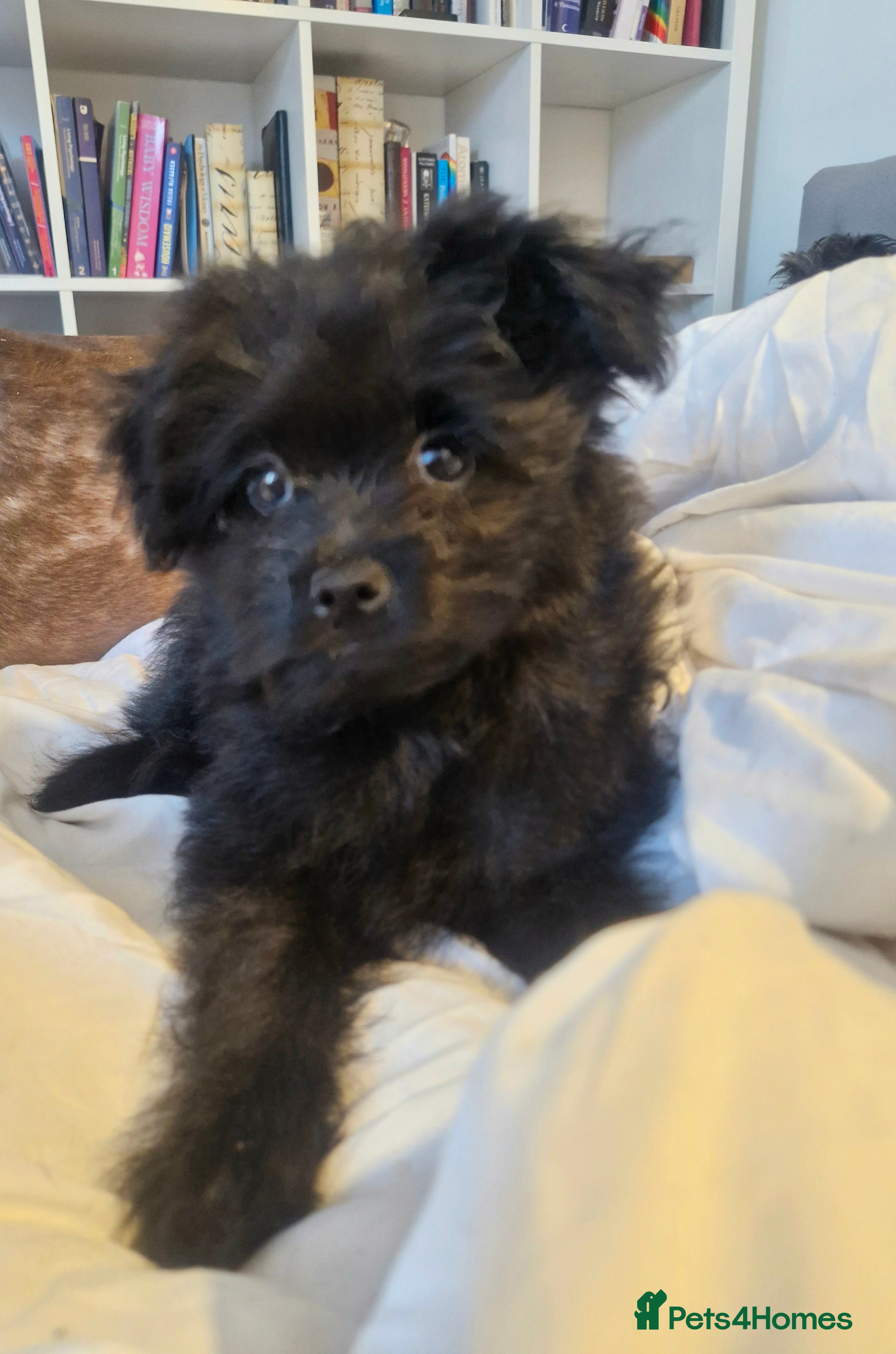 Pomapoo dogs Last One Champion Line Pomapoo Puppies - Advert 2