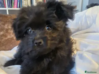 Pomapoo dogs Last One Champion Line Pomapoo Puppies - Advert 1