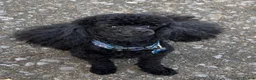 Toy Poodle dogs for stud: KC Registered Toy Poodle Stud in Bishop Auckland - Advert 3