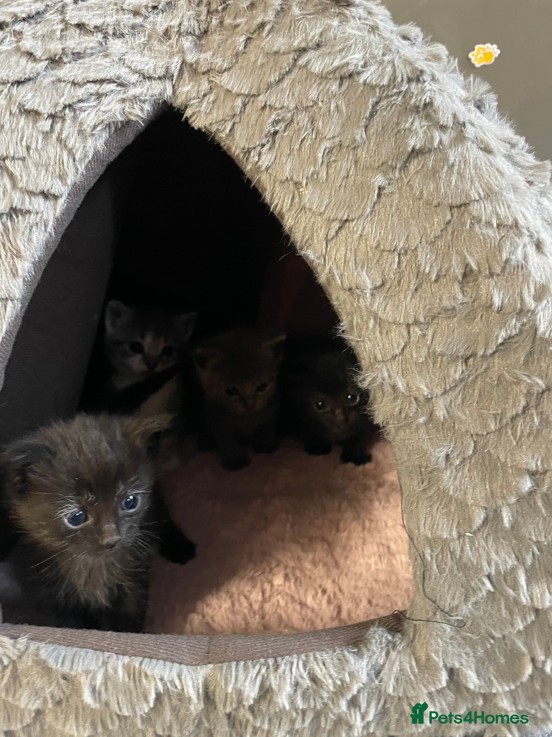 Mixed Breed cats for sale: 1 male still available  in Witney - Image 16