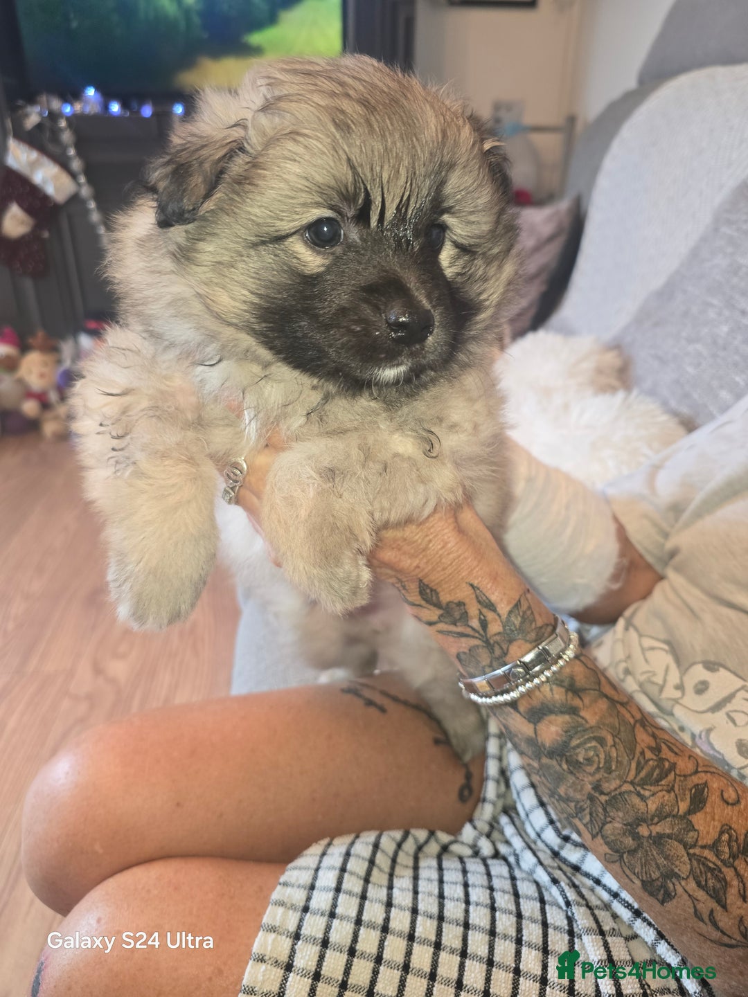 Mixed Breed dogs for sale: Pomspitz puppies  - Advert 17
