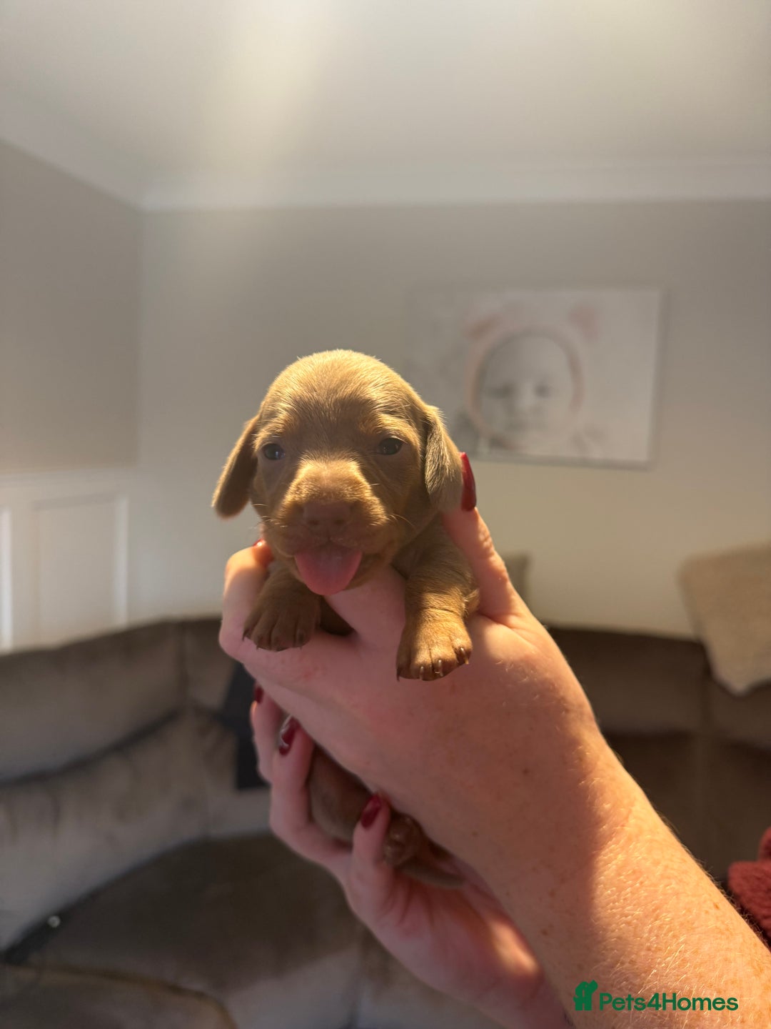 Miniature Dachshund dogs for sale: Miniature Dachshund puppies  - Advert 3