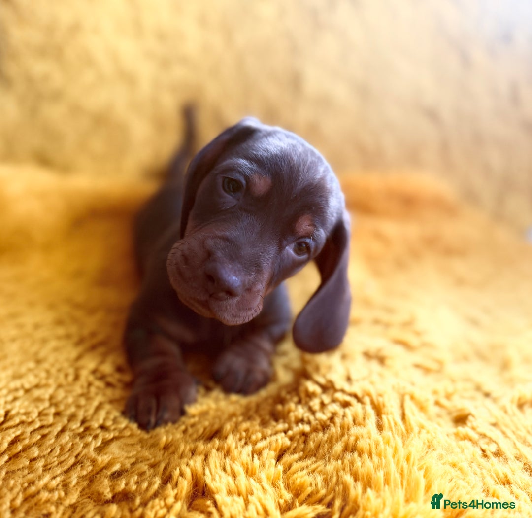 Dachshund dogs for sale: dachshund puppies  - Image 18