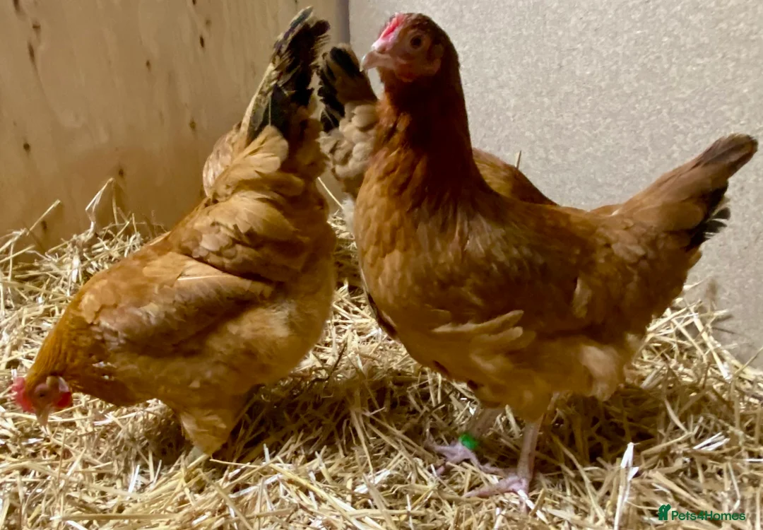 Chickens poultry for sale: Rhode Island Red x Light Sussex POL - Advert 12