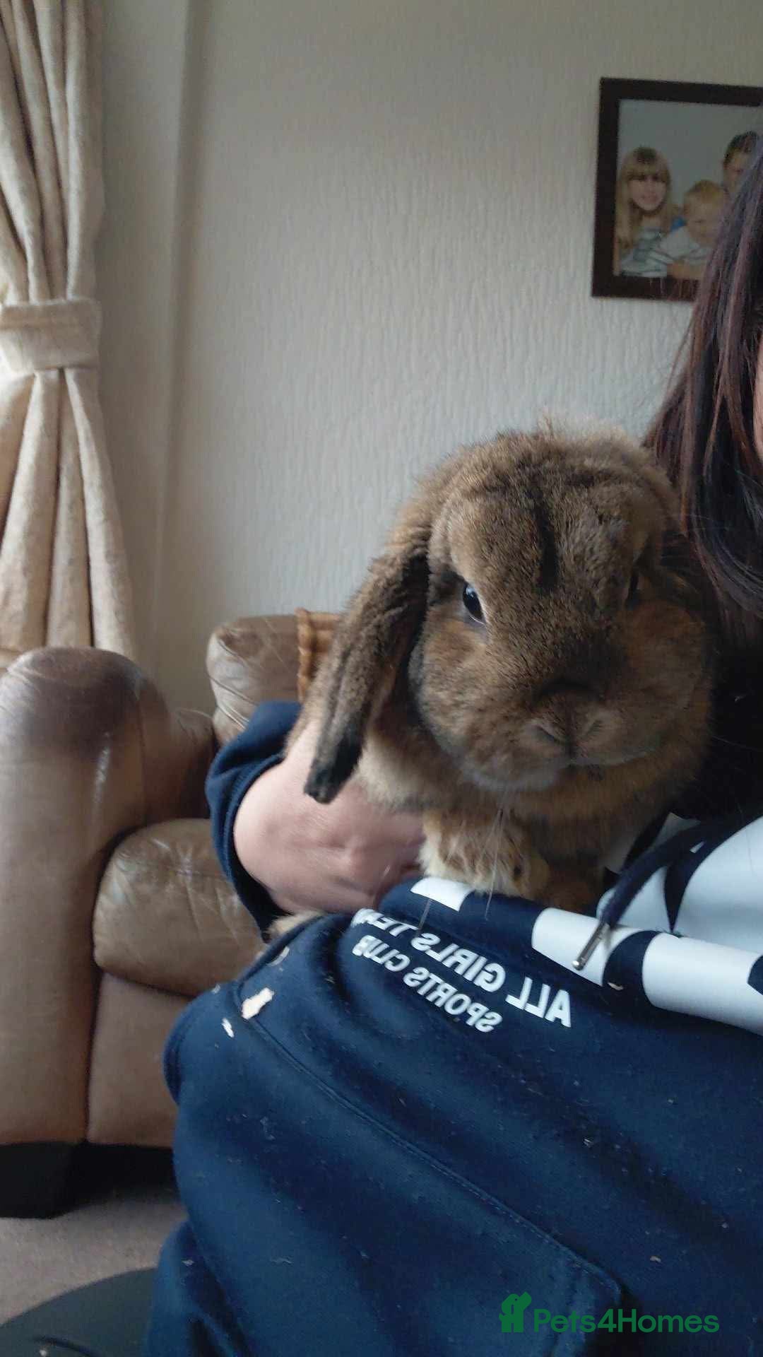 Mini Lop rabbits Female mini lop  - Advert 1