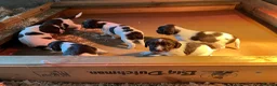 English Springer Spaniel dogs for sale: Springer Spaniel Puppies  in West Linton - Advert 8