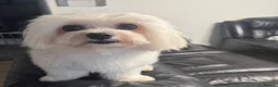 Maltese dogs for stud: ✨ 🐾Gorgeous stud dog available ✨🐾 - Advert 6