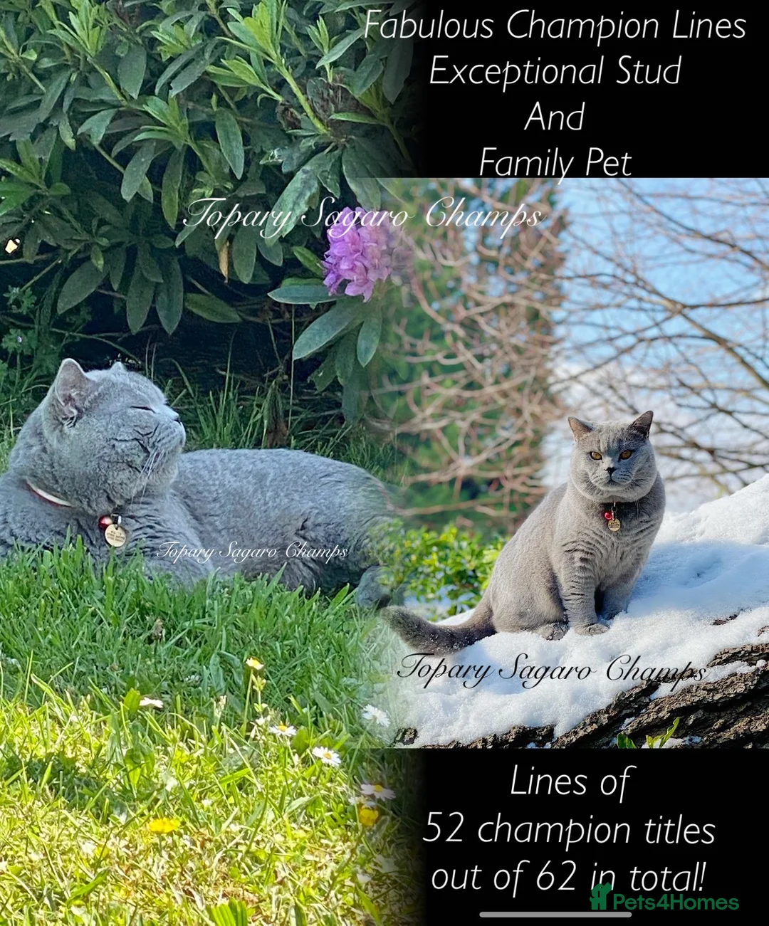 British Shorthair cats for stud: Proven Stud/Blood B/Choc carrier TICA/GCCF REG in Dartford - Advert 7