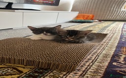 Mixed Breed cats for sale: Adorable 8wk Long-Haired Kittens – Ready Now  - Image 5