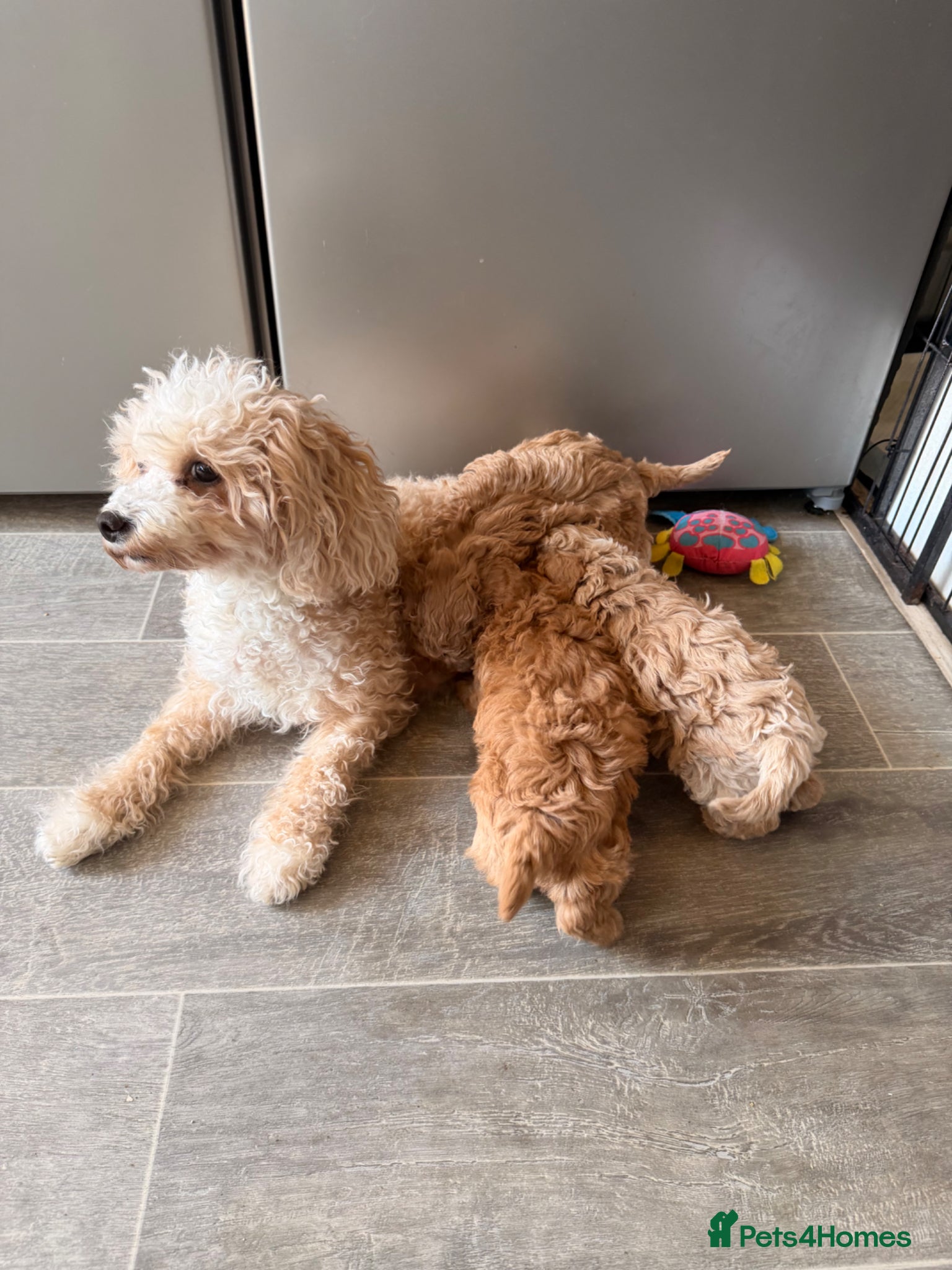 Poochon dogs Poochon Puppies  - Advert 2