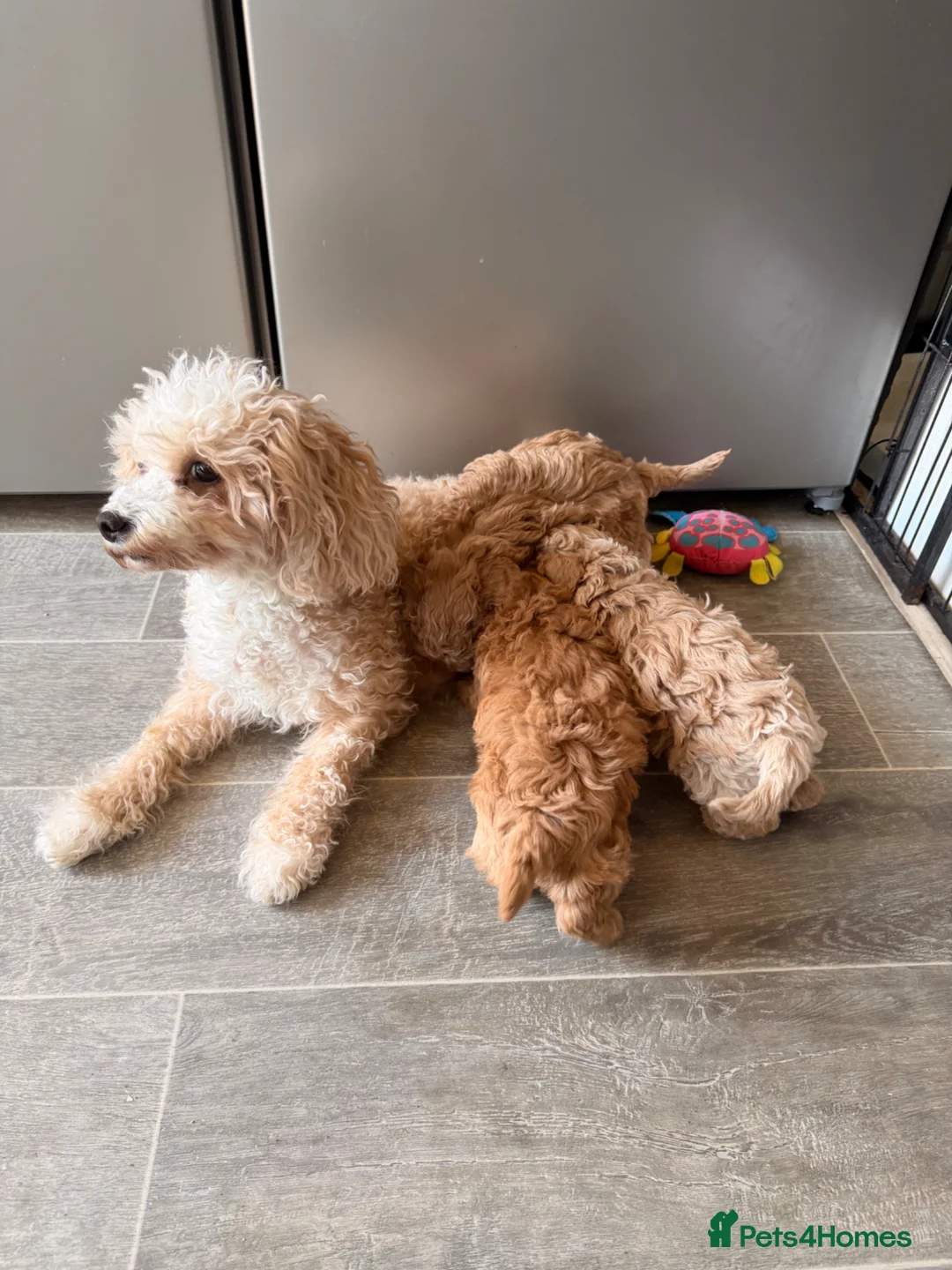 Poochon dogs for sale: Poochon Puppies  - Advert 2