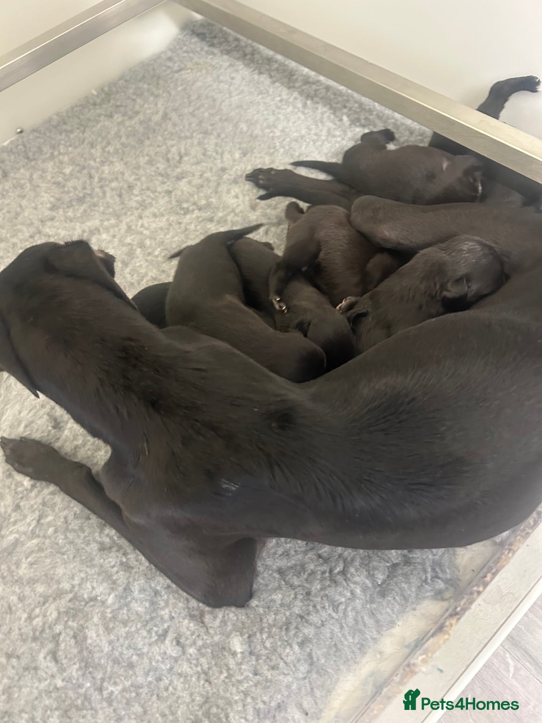 Mixed Breed dogs for sale: GENUINE BEDDY WHIPPETS 2 BOYS LEFT - Advert 4