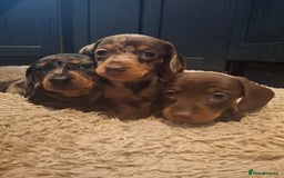 Miniature Dachshund dogs for sale: Miniature smooth haired dachshund  - Image 1