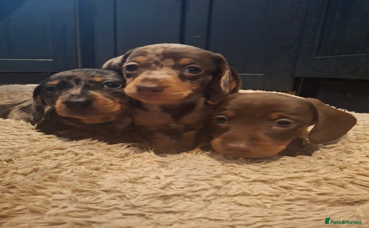 Miniature Dachshund dogs - Advert 4