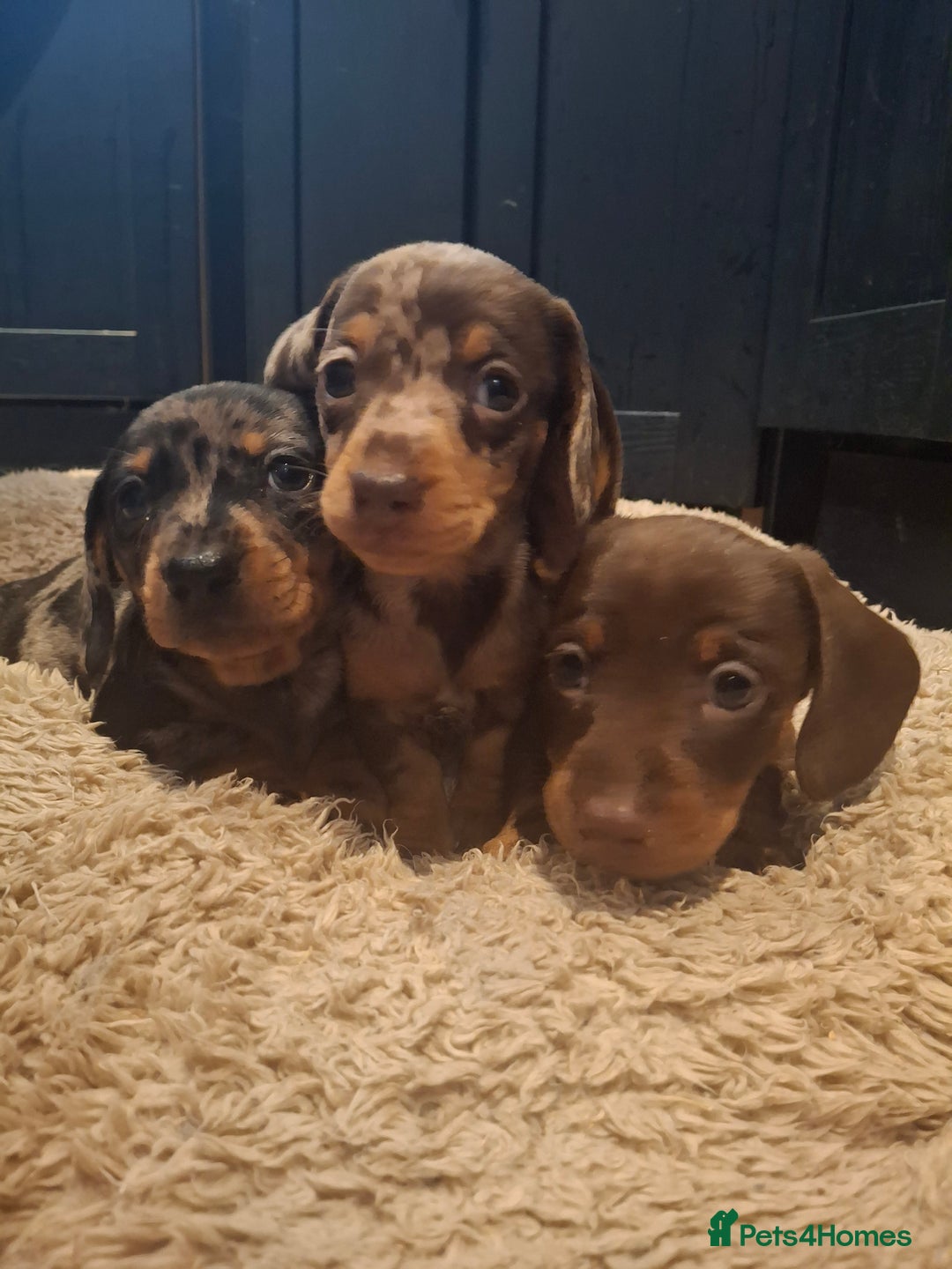 Miniature Dachshund dogs for sale: Miniature smooth haired dachshund  - Image 1