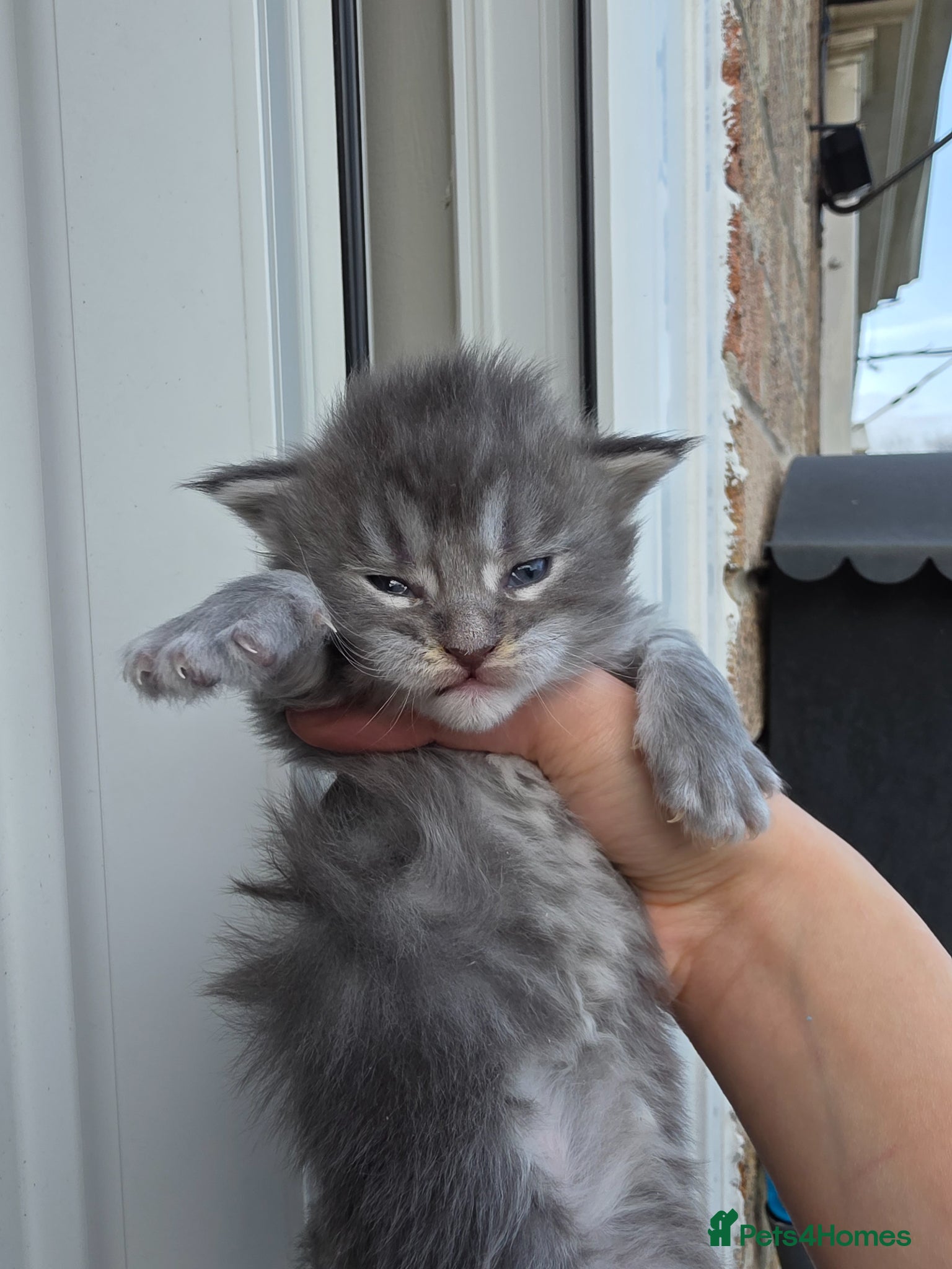 Maine Coon cats 🏅Maine coon polydactyl kittens🏅 - Advert 1