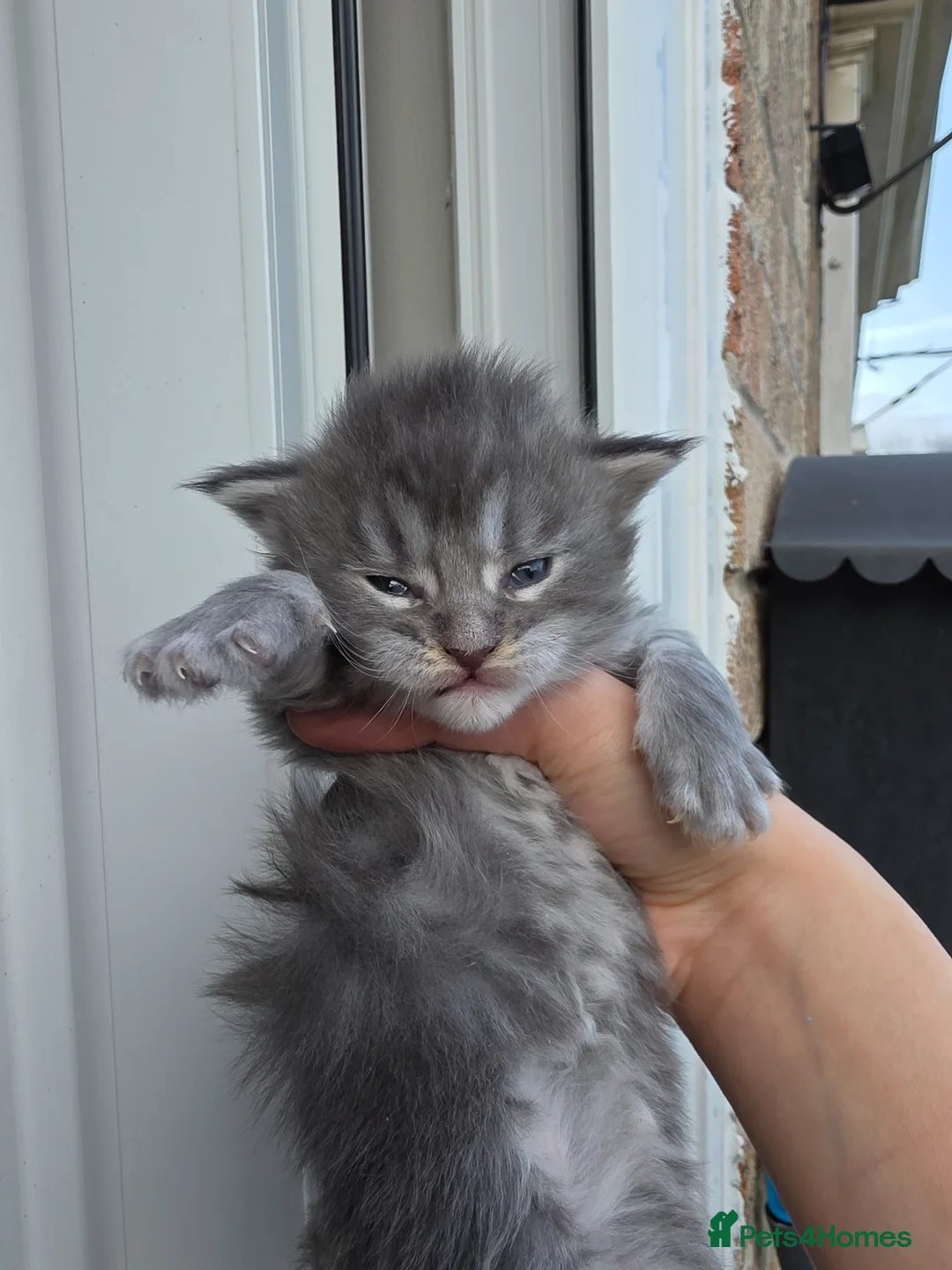 Maine Coon cats for sale: 🏅Maine coon polydactyl kittens🏅 - Advert 1