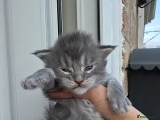 Maine Coon cats 🏅Maine coon polydactyl kittens🏅 - Advert 2