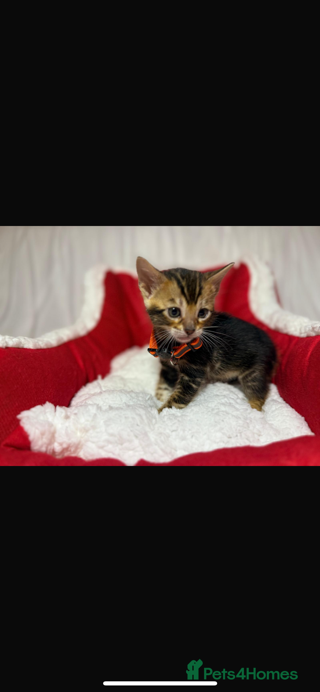 Bengal cats for sale: 🐆Bella's Bengals🐆 - Advert 10