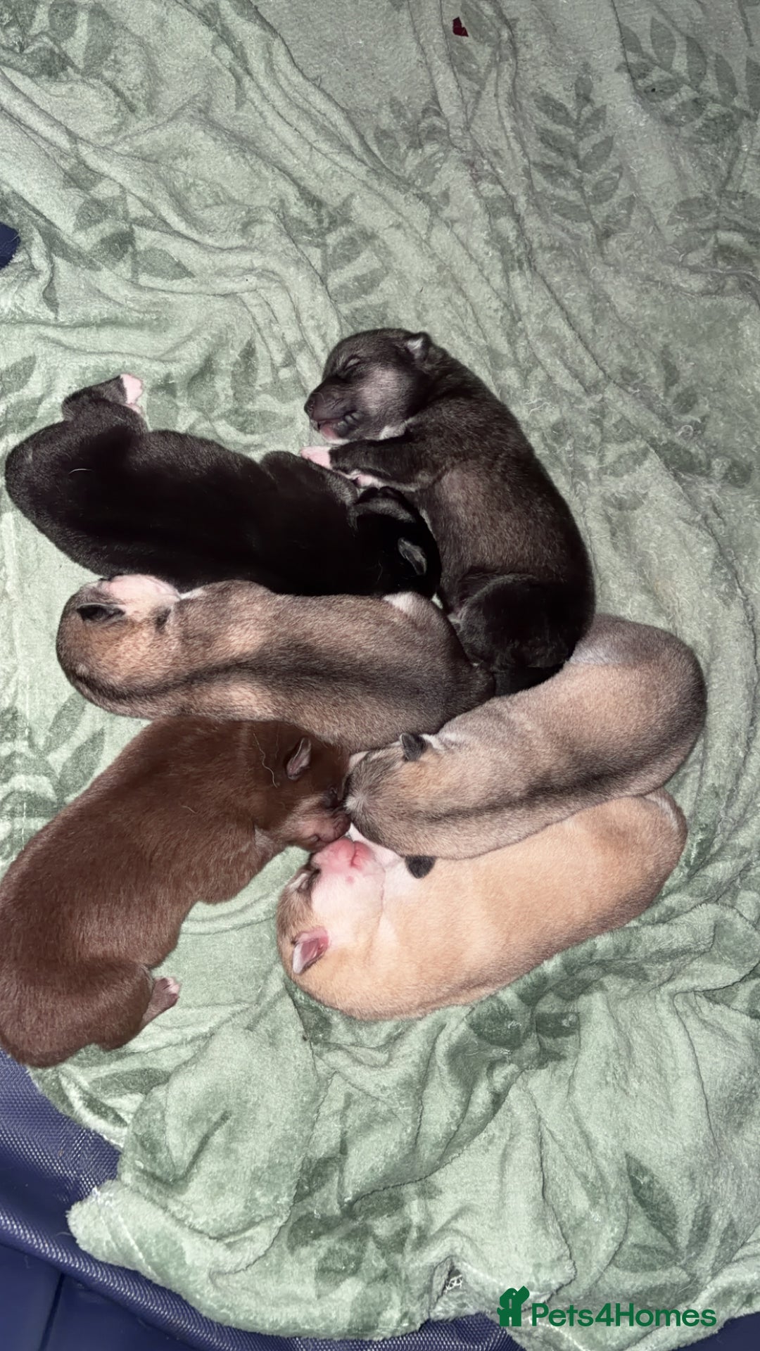 Shepsky dogs for sale: Northern innuit puppies - Advert 17