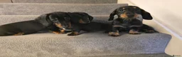Miniature Dachshund dogs for sale: 3 Beautiful Girl Mini Dachshund - FULL Vaccinated in Manchester - Advert 12
