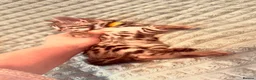 Bengal cats for sale: Stunning Purebred Bengal Kittens for sale. - Advert 10