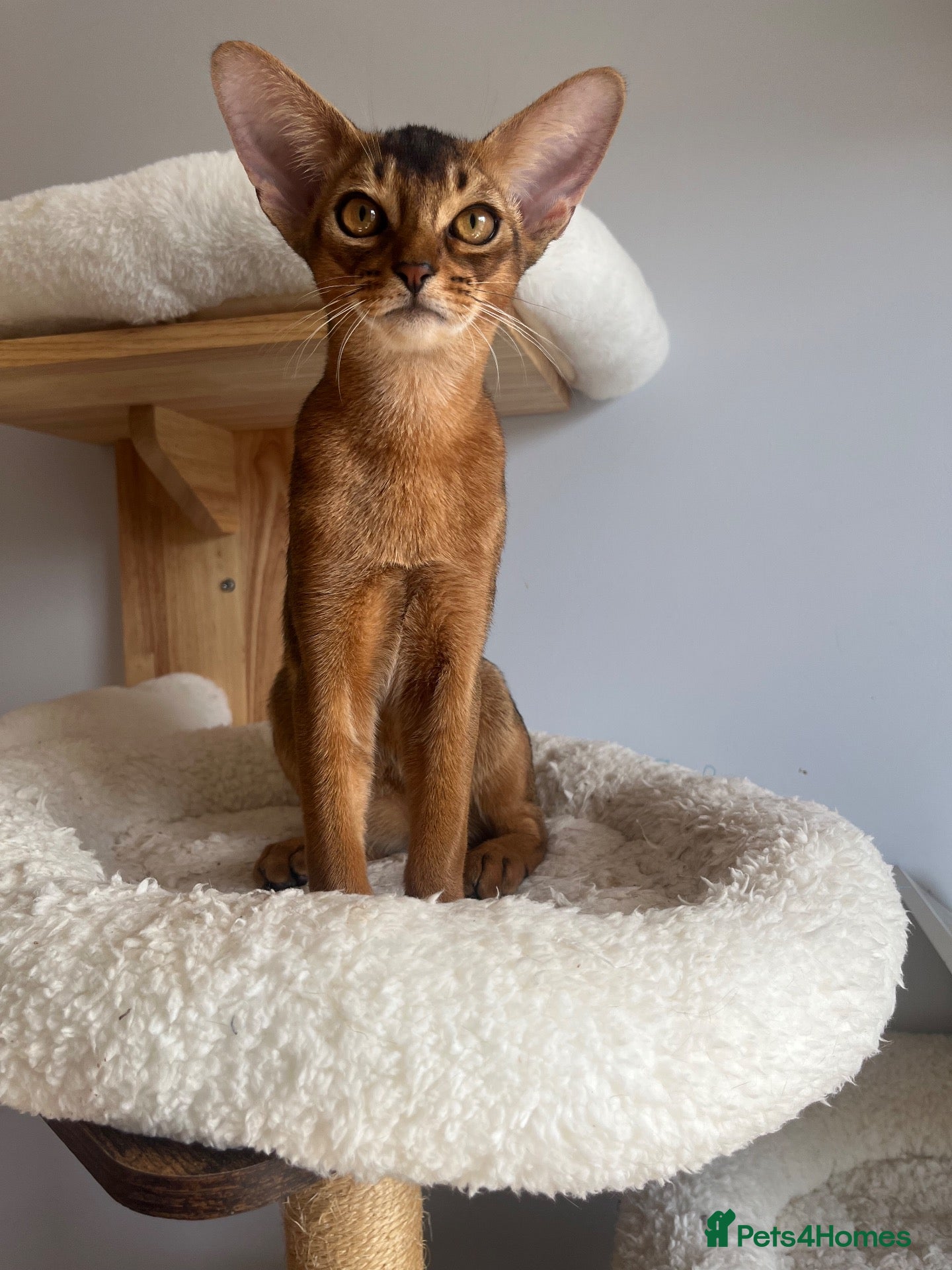 Abyssinian cats Adorable Abyssinian kittens - Advert 1