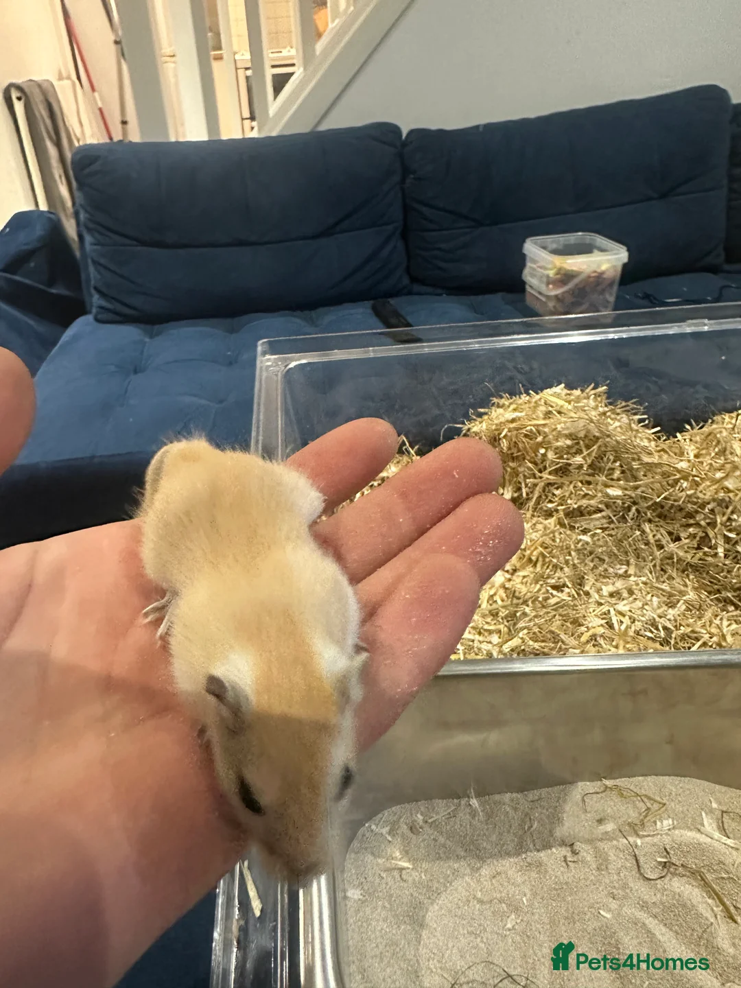 Gerbil rodents for sale: Gerbils in need of a home - Advert 3
