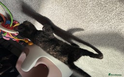 RagaMuffin cats for sale: Ragamuffin kittens  - Image 36