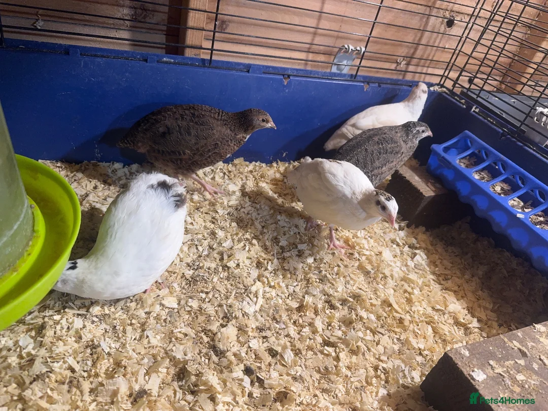Quail poultry for sale: Female quail. POL. Laying hens.  - Advert 5